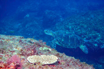 ゆったり泳ぐ美しく大きなアオウミガメ（ウミガメ科）とタカベ（タカベ科）の群れ。
東京都伊豆諸島式根島-2020年10月
Green sea turtle (Chelonia mydas, family Turtles) 
Yellowstriped Butterfish (Labracoglossa argentiventris).
