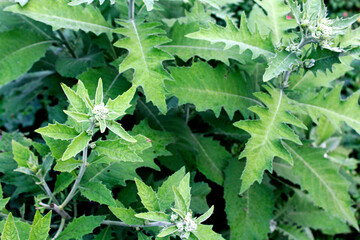 Sembung leaves, or the Latin name Blumea balsamifera, is a herbal plant originating from Nepal. This plant grows in open, somewhat protected areas on river banks.