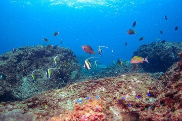 ツノダシ（ツノダシ科）、サザナミヤッコ（キンチャクダイ科）、チョウチョウウオ（チョウチョウウオ科）、アカヒメジ（ヒメジ科）他群れ。
伊豆諸島式根島-2020年10月
Zebra angelfish (Pomacanthus semicirculatus)
Oriental ButterflyFish (Chaetodon aurites)
Yellowfin goatfish (Mulloidic