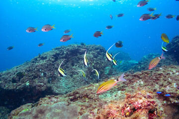 ツノダシ（ツノダシ科）、サザナミヤッコ（キンチャクダイ科）、チョウチョウウオ（チョウチョウウオ科）、アカヒメジ（ヒメジ科）他群れ。
伊豆諸島式根島-2020年10月
Zebra angelfish (Pomacanthus semicirculatus)
Oriental ButterflyFish (Chaetodon aurites)
Yellowfin goatfish (Mulloidic