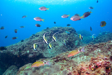 Fototapeta premium ツノダシ（ツノダシ科）、サザナミヤッコ（キンチャクダイ科）、チョウチョウウオ（チョウチョウウオ科）、アカヒメジ（ヒメジ科）他群れ。 伊豆諸島式根島-2020年10月 Zebra angelfish (Pomacanthus semicirculatus) Oriental ButterflyFish (Chaetodon aurites) Yellowfin goatfish (Mulloidic