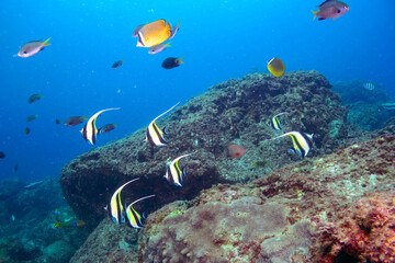 ツノダシ（ツノダシ科）、サザナミヤッコ（キンチャクダイ科）、チョウチョウウオ（チョウチョウウオ科）、アカヒメジ（ヒメジ科）他群れ。
伊豆諸島式根島-2020年10月
Zebra angelfish (Pomacanthus semicirculatus)
Oriental ButterflyFish (Chaetodon aurites)
Yellowfin goatfish (Mulloidic
