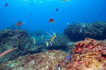 ツノダシ（ツノダシ科）、サザナミヤッコ（キンチャクダイ科）、チョウチョウウオ（チョウチョウウオ科）、アカヒメジ（ヒメジ科）他群れ。
伊豆諸島式根島-2020年10月
Zebra angelfish (Pomacanthus semicirculatus)
Oriental ButterflyFish (Chaetodon aurites)
Yellowfin goatfish (Mulloidic