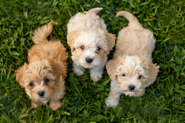 puppies on grass in park in summer morning