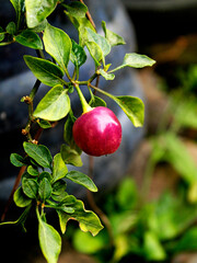 Purple chilies or Japanese chilies are a type of cayenne pepper, not many people know about this...