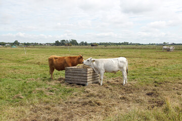 White and brown cows in the meadow eating hay from a hay feeder. Pasture landscape in the Netherlands, North Holland. Summer, July