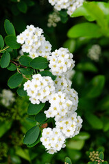 Spirea Aguta.