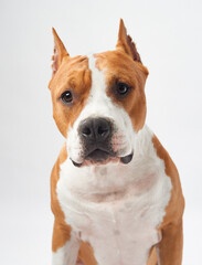 Close-up portrait of an American Staffordshire Terrier looking directly at the camera, showcasing its expressive eyes and muscular physique against a soft white background