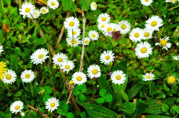 Fototapeta premium Bellis perennis, Daisy or Field Daisy.