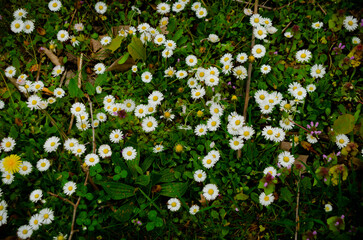  Bellis perennis, Daisy or Field Daisy. © Tiago