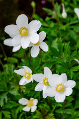 Anemonoides nemorosa.