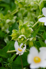 Helleborus foetidus.