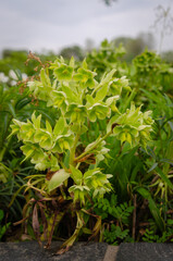 Helleborus foetidus.