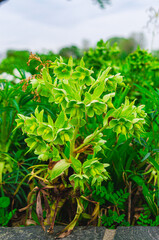 Helleborus foetidus.