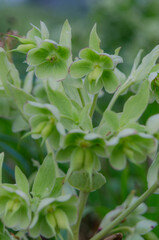 Helleborus foetidus.