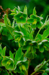 Helleborus foetidus.