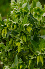 Helleborus foetidus.