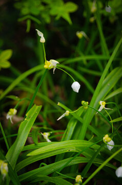 Allium paradoxum, Paradox Leek.