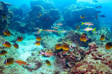 チョウチョウウオ（チョウチョウウオ科）、ヒレグロコショウダイ（イサキ科）、アカヒメジ（ヒメジ科）、ヘラヤガラ（ヘラヤガラ科）、イシガキダイ（イシダイ科）他群れ。
伊豆諸島式根島-2020年10月
Oriental ButterflyFish (Chaetodon aurites)
Lesson's thicklip (Plectorhinchus lessonii)
Painted flutemo