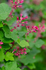 Ribes sanguineum.