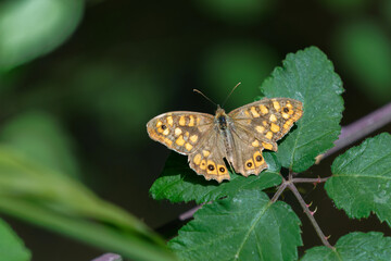 closeup of a wall butterfly, Pararge aegeria, resting on a green leaf