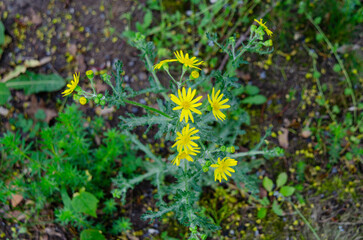 Sanecio Vernalis, flower.