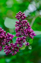 Syringa, flower.