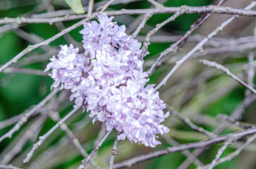 Syringa, flower.