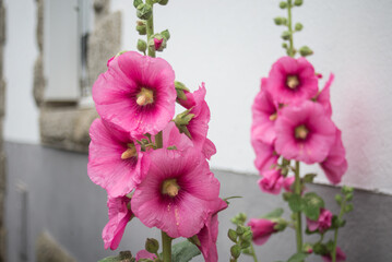 Closeup of pink hollyhock flowers in a garden