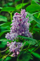 Syringa, flower.