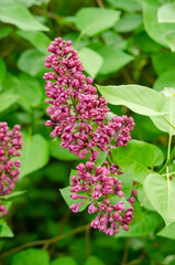 Syringa, flower.