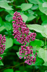 Syringa, flower.