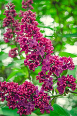 Syringa, flower.