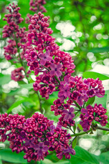Fototapeta premium Syringa, flower.