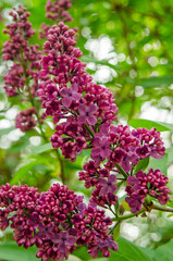 Syringa, flower.