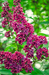 Syringa, flower.