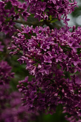 Obraz premium Syringa, flower.
