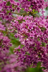 Obraz premium Syringa, flower.