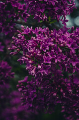 Syringa, flower.