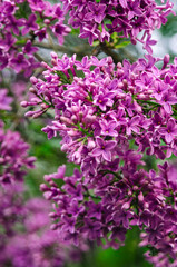 Fototapeta premium Syringa, flower.