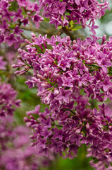 Syringa, flower.