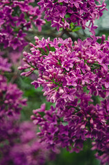 Syringa, flower.