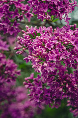 Syringa, flower.
