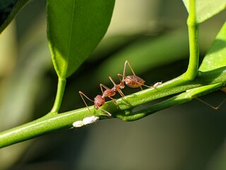 Weaver ants or Oecophylla walking on a tree trunk