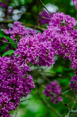 Syringa, flower.