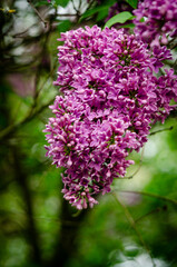 Obraz premium Syringa, flower.