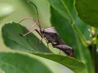 Sangit grasshopper (Leptocorisa oratorius) on orange leaves with blurred background