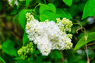 Syringa flower.