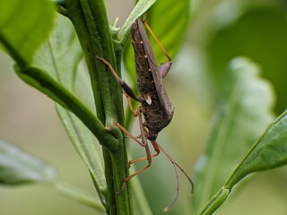 brown planthopper on plant stem with blurry background