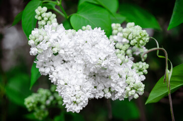 Syringa flower.